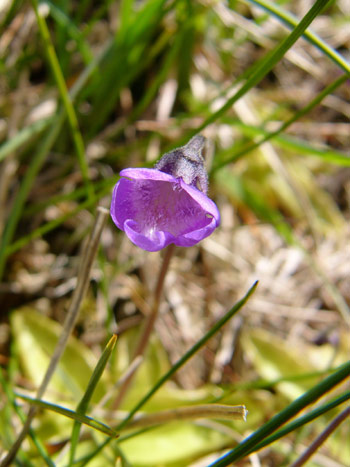 Butterwort