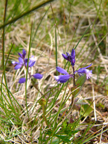 Heath Milkwort