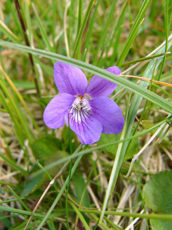 Common Dog Violet