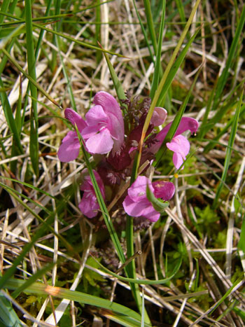 Lousewort