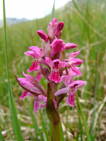 Heath Spotted Orchid