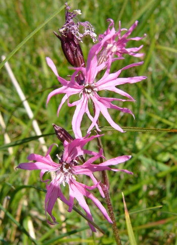 Ragged robin