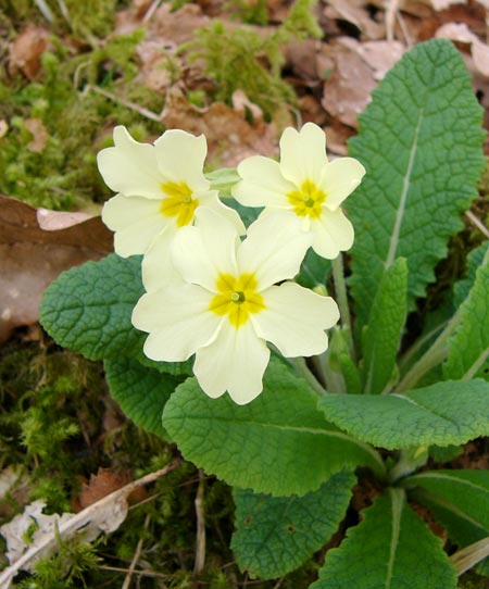 Primrose
