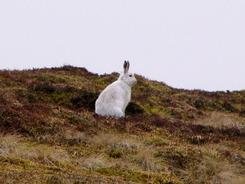 White Mountain Hare